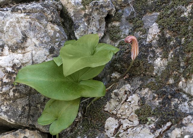 Arisarum vulgare